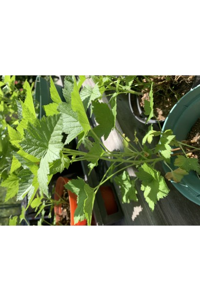 Смородина черная Черный десерт